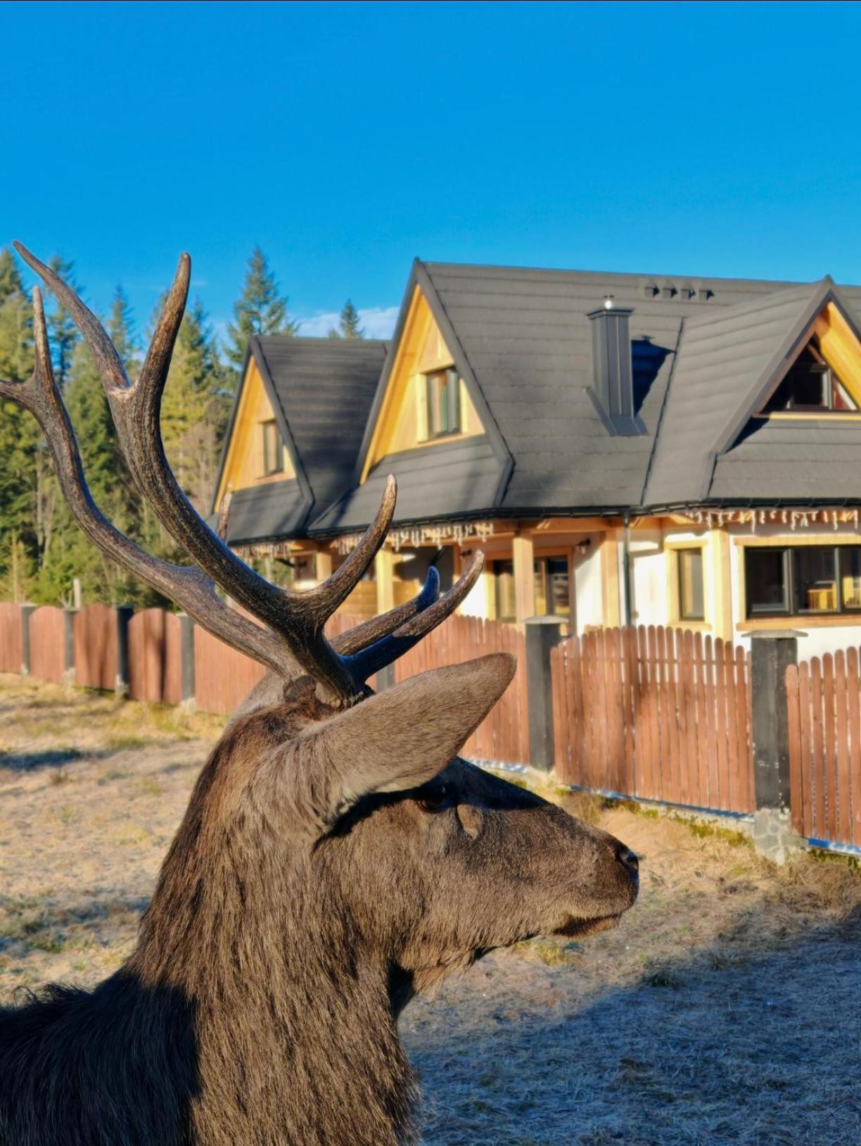 M Domki Zakopane Kültér fotó